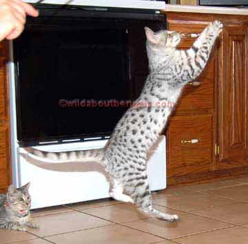 Active Egyptian Mau